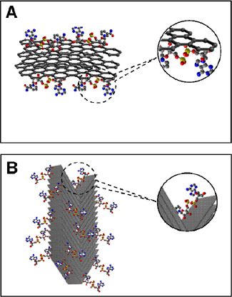 Representació esquemàtica (no a escala) de les possibles interaccions de les molècules de NADH 