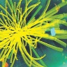 imatge higgs