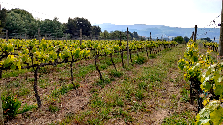 imatge representant d'agricultura ecològica de vinyes mediterranies