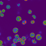 Microalga DE2009