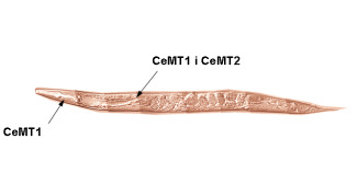 Coordinació de metalls a C.elegans