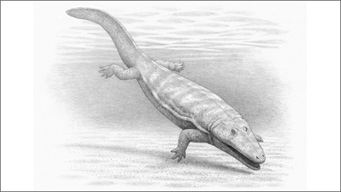 ¿Cocodrilo o salamandra? El papel de los anfibios gigantes en los ecosistemas del Triásico
