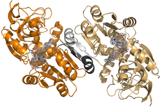 Proteïna PIG3 i la seva relació amb la mort cel·lular