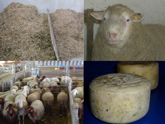 Residus de carxofes per a ovelles