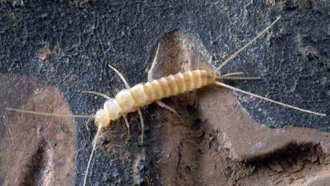 Coletinia majorensis. Autor: Pedro Oromí, Universidad de La Laguna