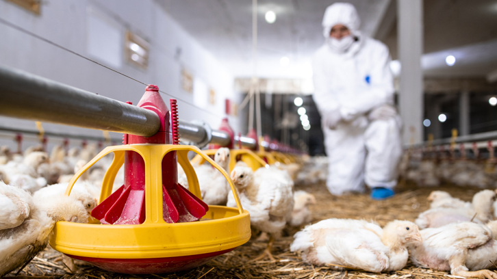 veterinani controlant pollastres en una granja