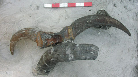 Bucráneo de bóvido recuperado en el yacimiento. Corresponde a un uro salvaje extinguido actualmente