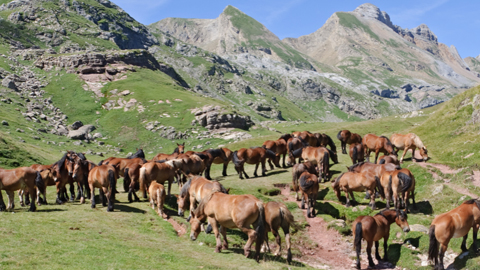 Neix NEMOR, una xarxa europea per promoure la recerca en muntanya