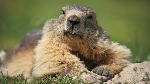 Las hembras de marmota son infieles con otros machos