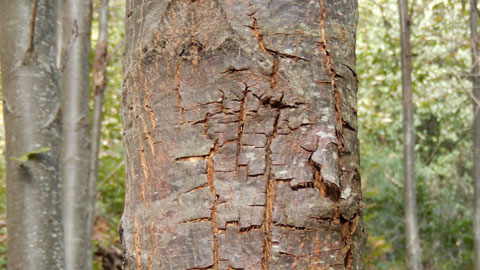 Image of chestnut blight attacking the bark of a chestnut tree