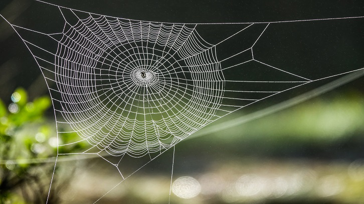 The architecture of the spider web - UABDivulga Barcelona Research &  Innovation