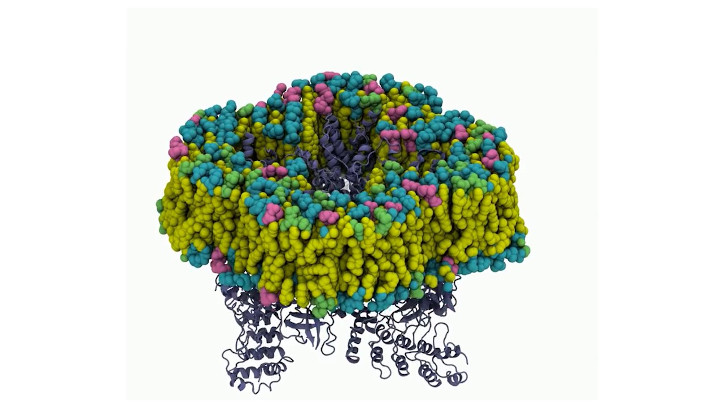 imatge representant de proteina