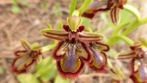 Orquídea Abejera de espejo (Ophrys Speculum).