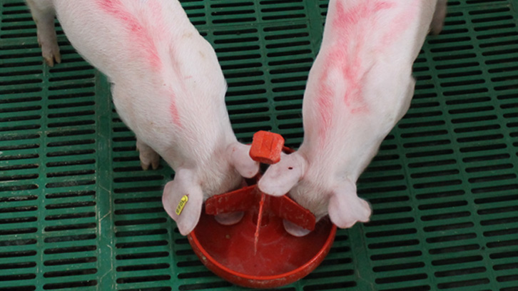 Palatabilitat en porcs