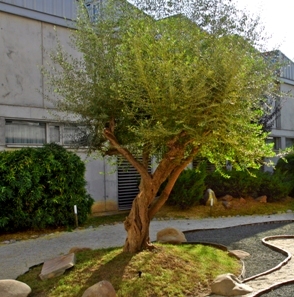 Arbre
