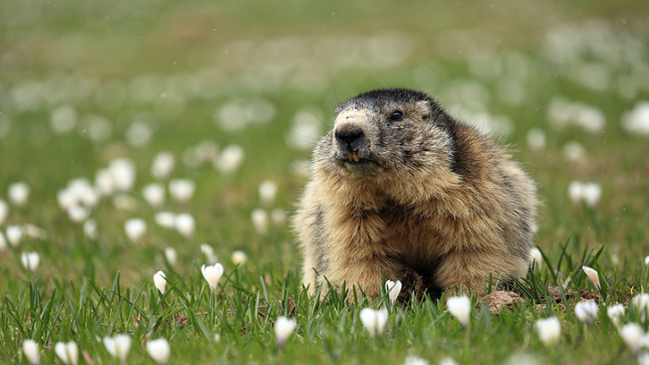 Ejemplar adulto de marmota alpina (Marmota marmota). Imagen de Carole et Denis Favre-Bonvin.