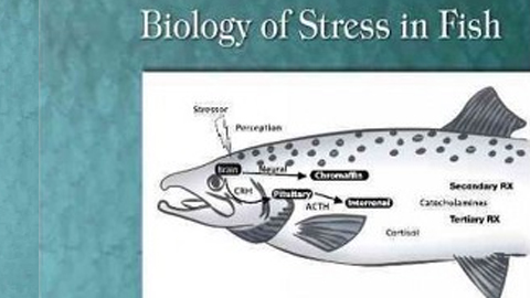 Nova publicació de referència sobre la biologia de l’estrès en peixos