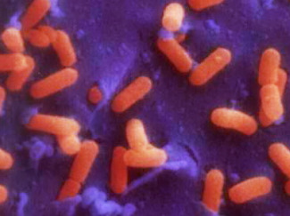 Gens virulents bacteris