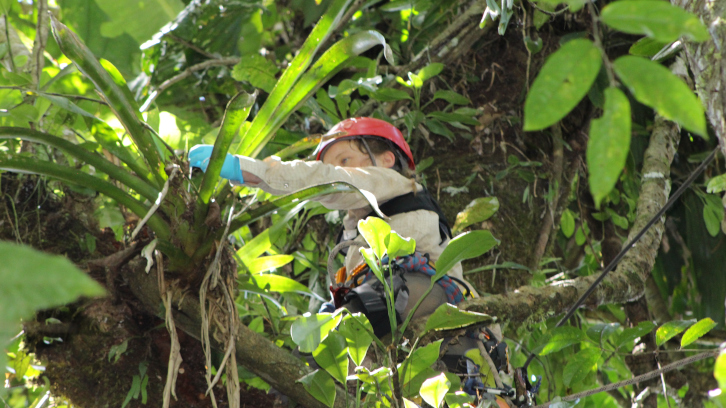 Una investigadora enfilada en un arbre analitzant una bromèlia