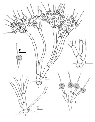 fong endosimbiont Orphella intropus