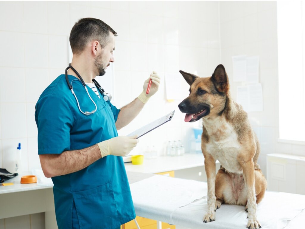 veterinari amb un gos a consulta