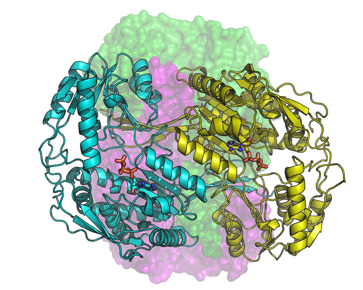 Estructura molecular de ALDH1A3