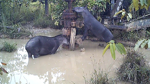 Povos indígenas da Amazônia caçam animais que se alimentam em áreas contaminadas com hidrocarbonetos e metais pesados