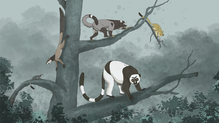 Drawing of five different primate species on tree branches.