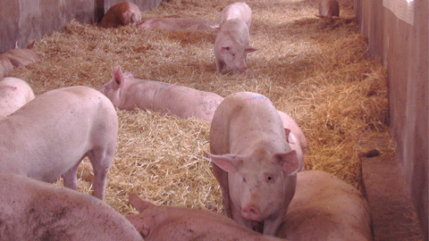 The UAB leads a project to improve the welfare of farm pigs and dairy cattle - Department of Animal and Food Science - UAB Barcelona The UAB leads a project to improve the welfare of farm pigs and dairy cattle - Department of Animal and Food Science - UAB Barcelona