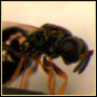 Genoma avispa parasitaria