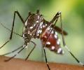 mosquit