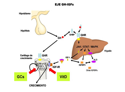 GH-IGFs AXIS