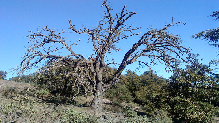 Quercus mort