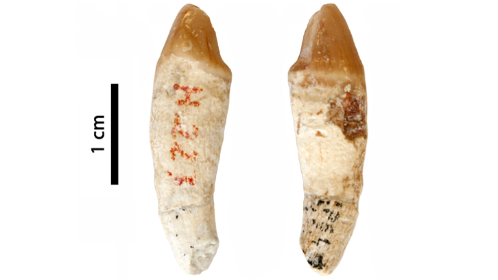 dent de primat de gairebé 3cm extreta del jaciment Can Mata 1