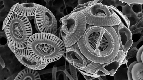 Fitoplankton (Patrizia Ziveri)