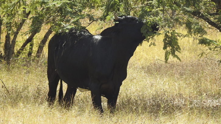 Vaca negra comiendo hojas de carbón, un árbol de Nicaragua