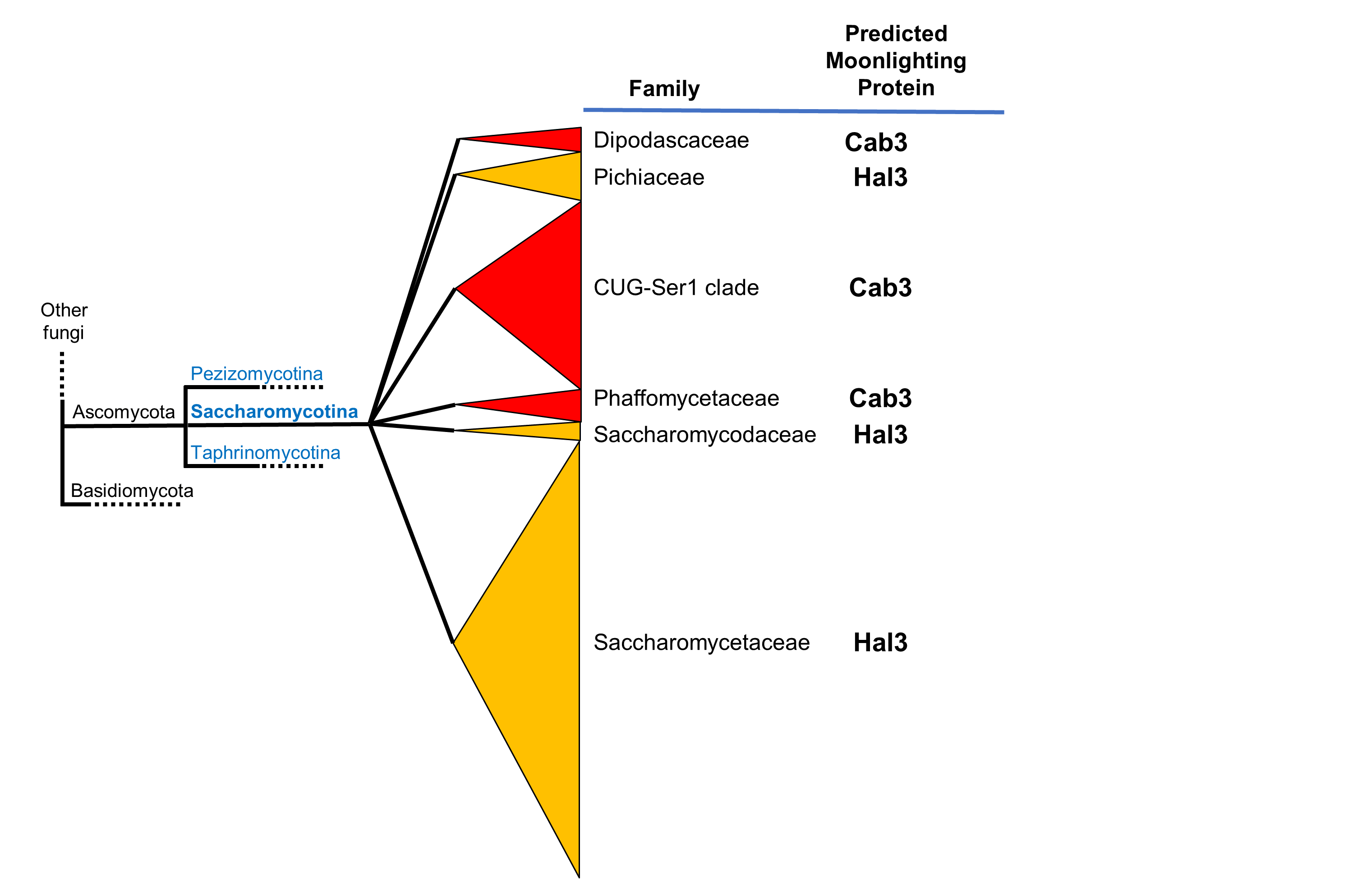 family tree of Saccharomycotina yeasts