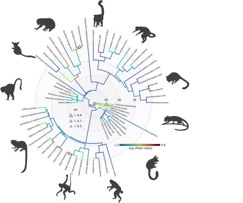 Phylogenetic tree of primates