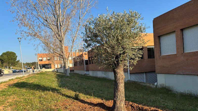 Olivera Saló Ensenyament