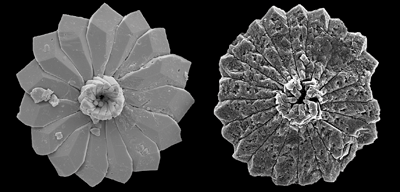 Discoaster, nanofòssil calcari marí