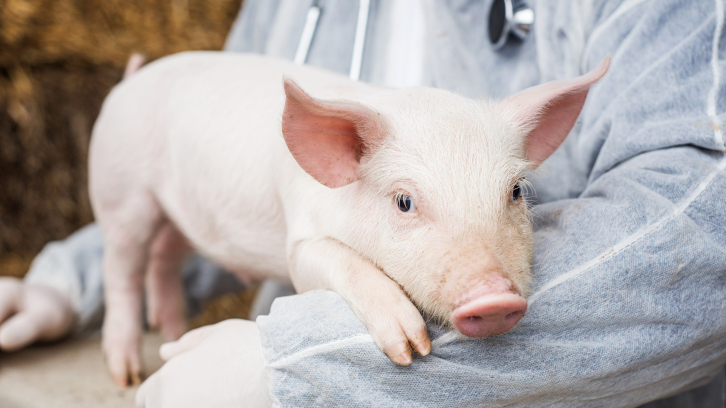 Garrí atès per un veterinari