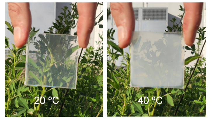 On the left, the polymer at 20ºC shows the plant behind it, at 40ºC it becomes opaque.