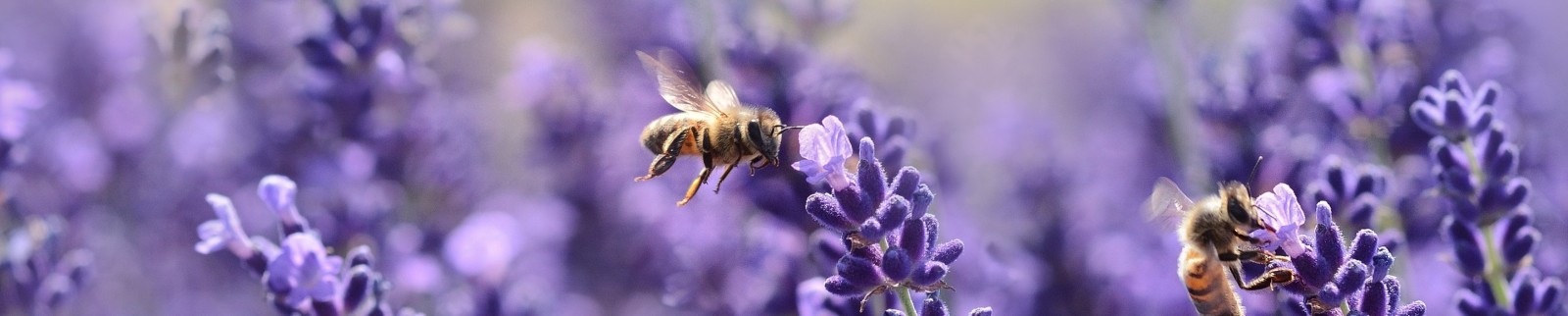 Un projecte relacionara meteorologia extrema biodiversitat atmosferica i salut humana