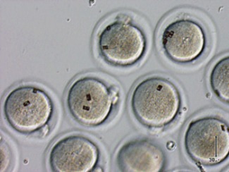 Embrions ratolins