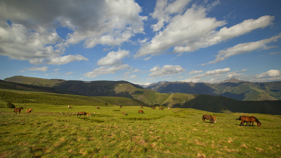 Pastura a l'Alt Pirineu