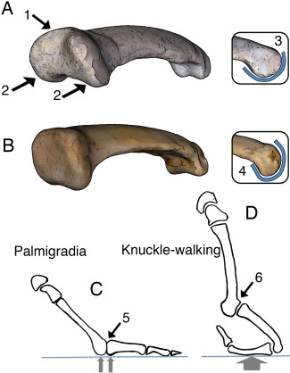 Pierolapithecus