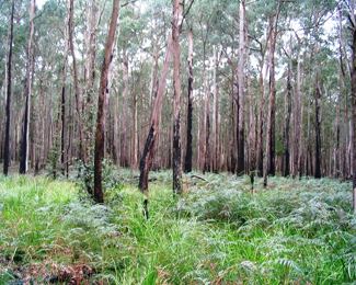 Regeneració d'una àrea forestal