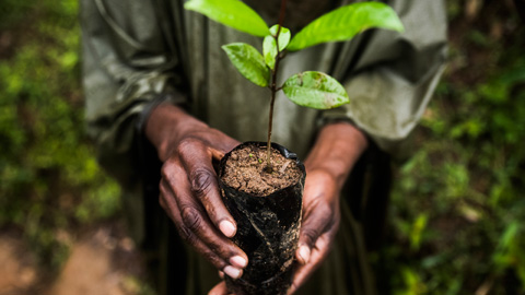 Reforestació a Madagascar. Joan de la Malla.