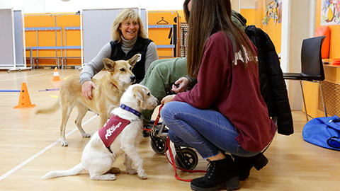 Sessió informativa online sobre l'itinerari formatiu de canines