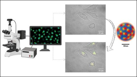 Noves nanopartícules fluorescents per veure allò invisible als ulls